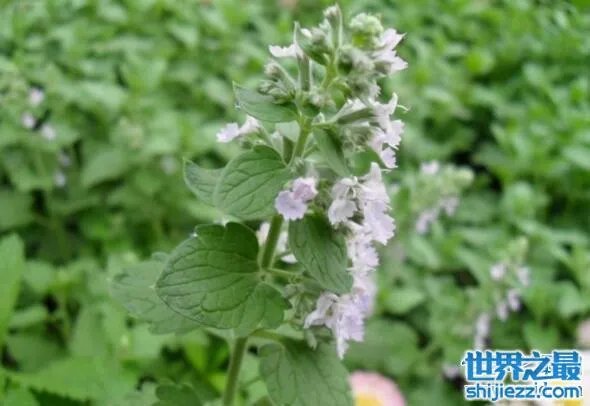 夏天家里放一物绝对没蚊子,还能装饰房间(一举两得)