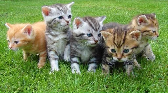 大家有没有小猫咪的图片？