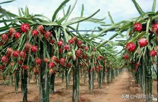 火龙果的种植方法?
