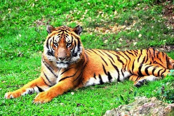 世界十大珍稀动物 大熊猫仅第五远东豹第一仅存40只