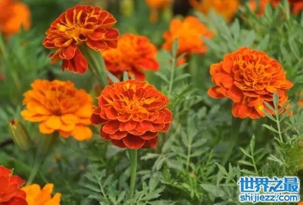 夏天家里放一物绝对没蚊子,还能装饰房间(一举两得)