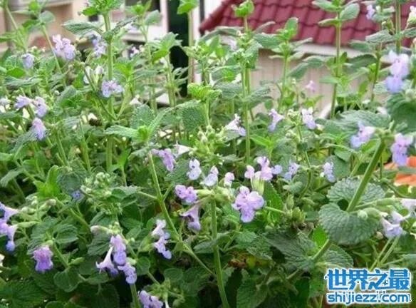 夏天家里放一物绝对没蚊子,还能装饰房间(一举两得)