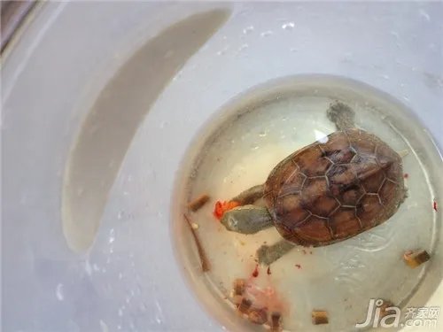 乌龟吃什么食物?乌龟食物解析
