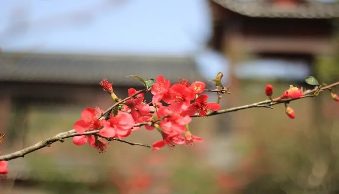 聊赠一枝春真正意思 聊赠一枝春可以用于什么场合