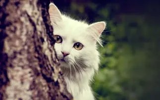 ”猫有九条命“这个说法是真的吗?为什么这么说?
