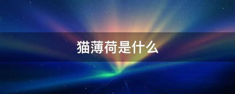 猫薄荷是什么