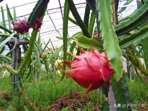 火龙果的种植方法?