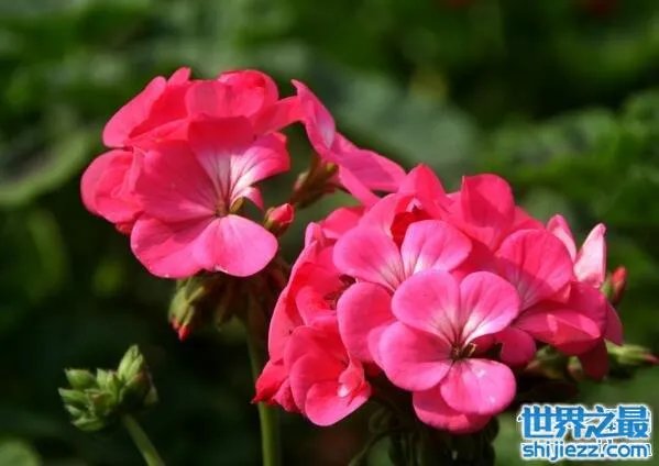 夏天家里放一物绝对没蚊子,还能装饰房间(一举两得)