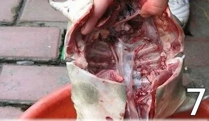 杀甲鱼(王八)正确杀法怎么杀,甲鱼怎么吃?