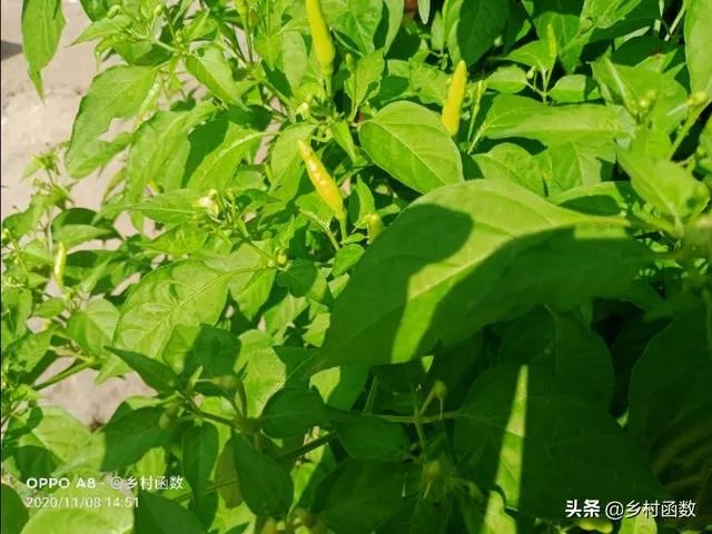 朝天椒如何种?