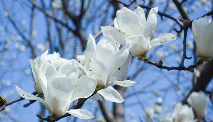 白玉兰花语 白玉兰花语是什么