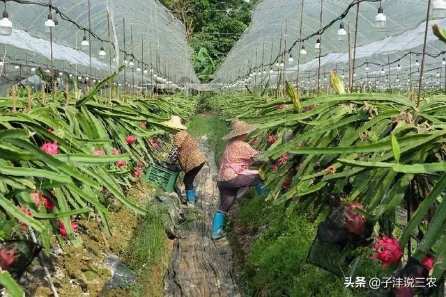 火龙果的种植方法?