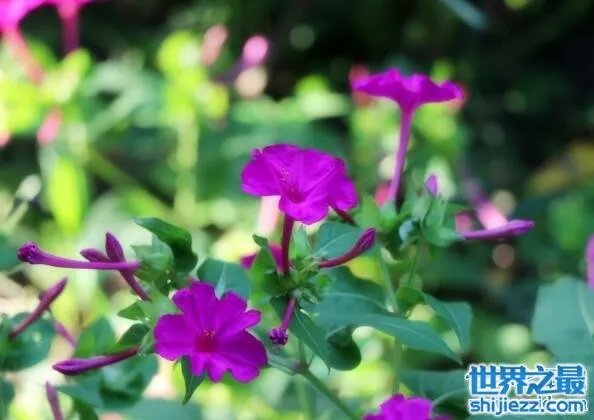 夏天家里放一物绝对没蚊子,还能装饰房间(一举两得)