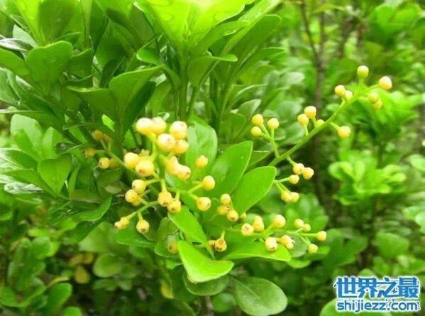 夏天家里放一物绝对没蚊子,还能装饰房间(一举两得)