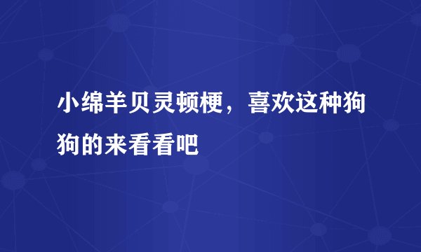 小绵羊贝灵顿梗，喜欢这种狗狗的来看看吧