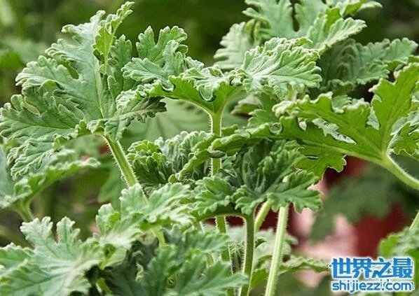 夏天家里放一物绝对没蚊子,还能装饰房间(一举两得)