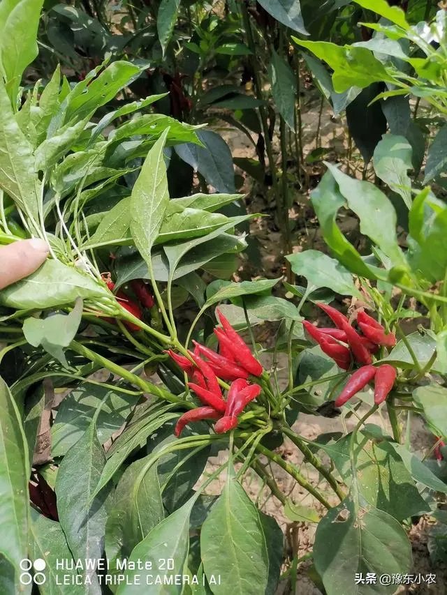 朝天椒如何种?