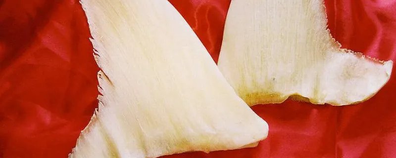 鱼翅是什么