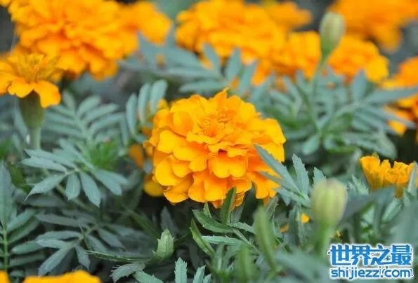 夏天家里放一物绝对没蚊子,还能装饰房间(一举两得)