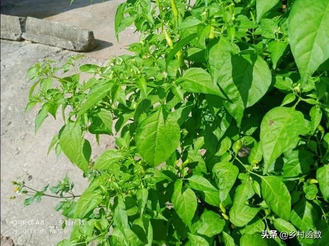 朝天椒如何种?
