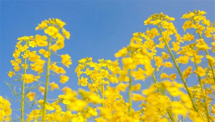 油菜花什么时候开