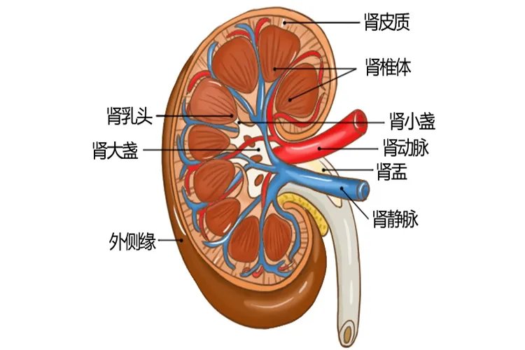 肾脏位置结构图