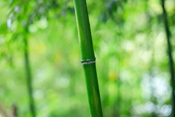 竹茹的功效与作用