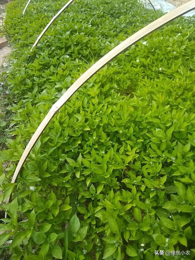 朝天椒如何种?