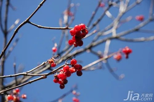 山茱萸介绍 山茱萸图片