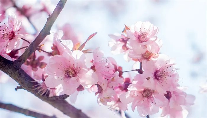 人面桃花相映红表达的情感