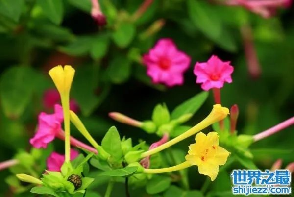 夏天家里放一物绝对没蚊子,还能装饰房间(一举两得)
