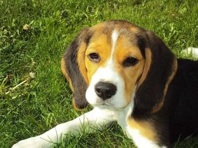 狂犬病发作还有意识吗 狂犬病的早期症状
