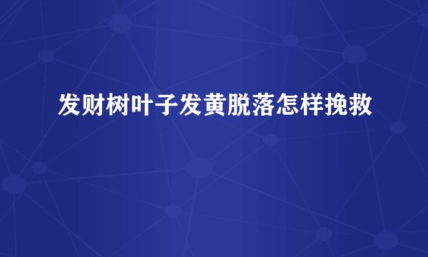 发财树叶子发黄脱落怎样挽救