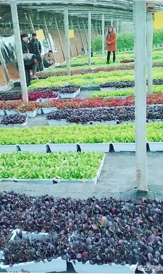 提问:如今农村养殖业跟特色种植业哪个发展前景更好?