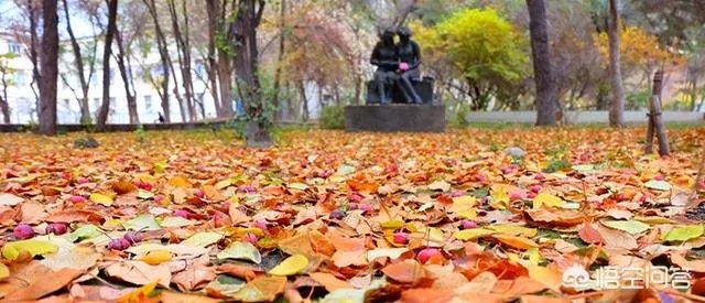 新疆石河子大学是一所什么档次的大学?