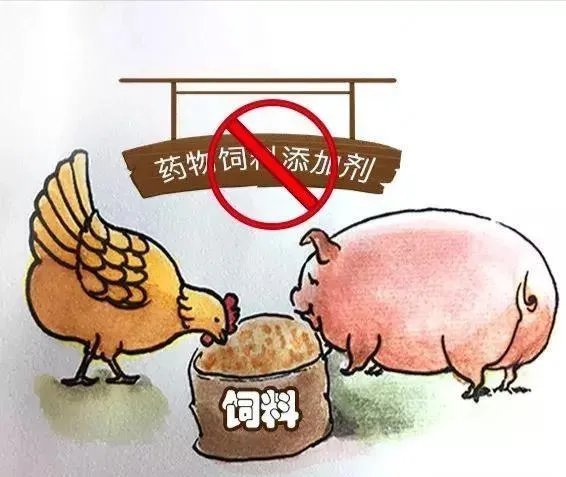 无抗养殖怎么做？