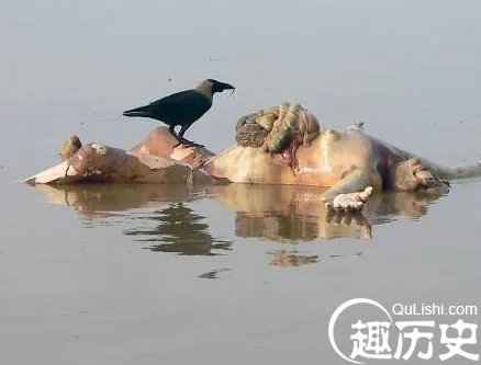 揭秘恒河浮尸 这些尸体到底隐藏什么阴谋?