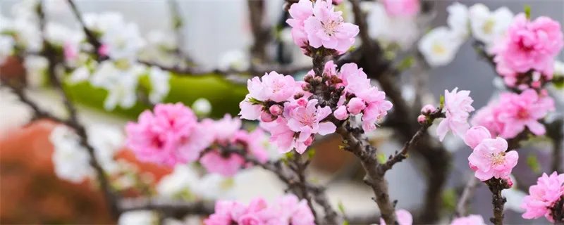 人面桃花相映红表达的情感