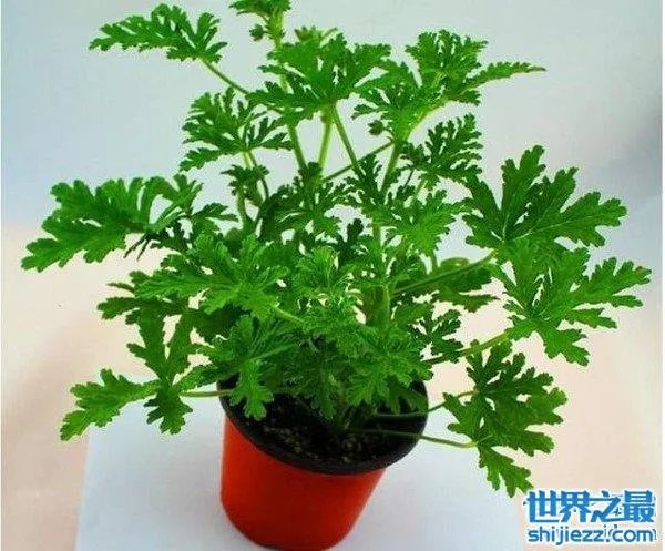 夏天家里放一物绝对没蚊子,还能装饰房间(一举两得)