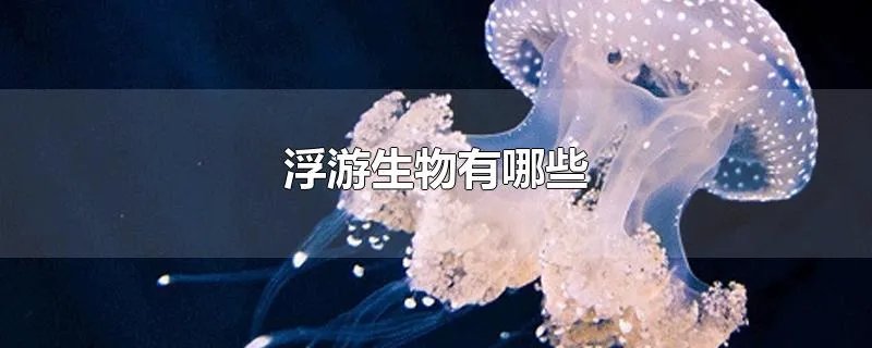 浮游生物有哪些