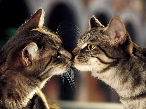 ”猫有九条命“这个说法是真的吗？为什么这么说？