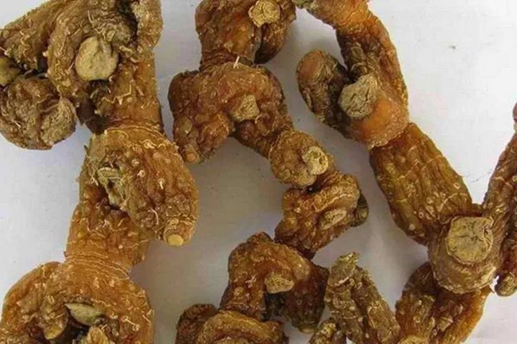 黄精图片大全