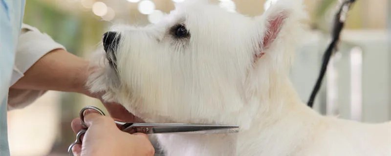 小型松狮犬怎么养 小型松狮犬能长多大
