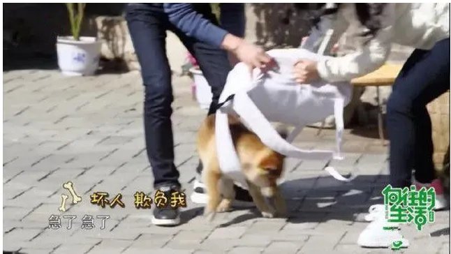 赵丽颖放飞自我是怎么回事?