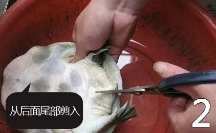 杀甲鱼(王八)正确杀法怎么杀,甲鱼怎么吃?