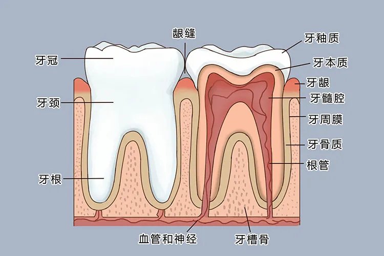 牙齿结构图