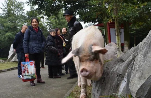 13岁猪坚强已不能自主站立,它的情况有多糟?