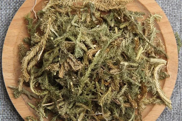 舒筋草的图片