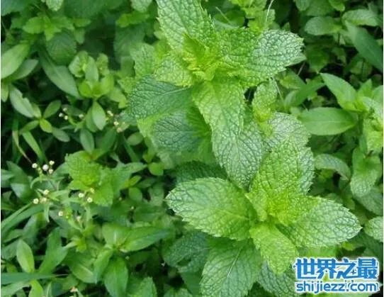 夏天家里放一物绝对没蚊子,还能装饰房间(一举两得)