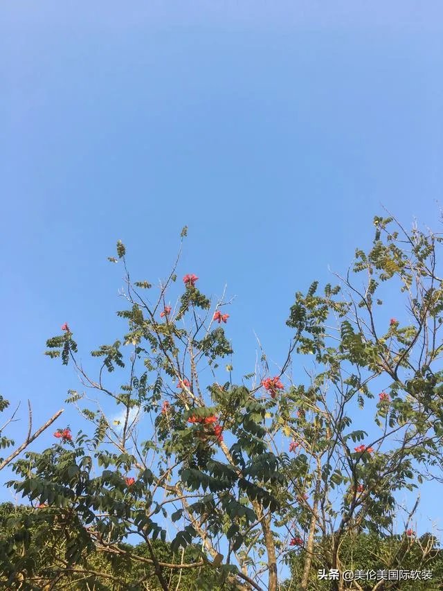 波切蒂诺为啥不喜欢巴萨?